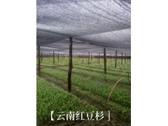 保山較大的云南紅豆杉基地#云南紅豆杉基地種苗銷售價(jià)格圖3