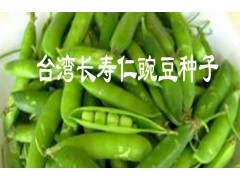 長(zhǎng)壽仁豌豆圖片@全新長(zhǎng)壽仁豌豆種子基地價(jià)格@哪里的長(zhǎng)壽仁豌豆種子好圖3