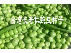 紅河長壽仁豌豆種%玉溪長壽仁豌豆種子銷售#長壽仁豌豆種子價格圖2