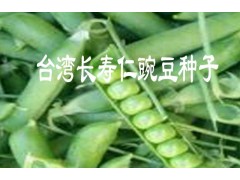 2016長壽仁豌豆種子畝產(chǎn)多少?長壽仁豌豆種子基地價格/圖片圖2