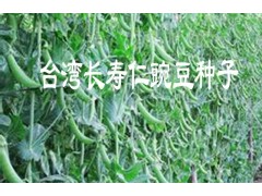 長壽仁豌豆@云南豌豆莢種子銷售價格087164155848圖2