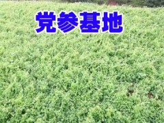 云南臭參一斤多少錢？昭通臭黨參產地銷售價格信息圖2