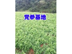 【云南臭黨參中藥材批發(fā)】@黨參中藥基地種植戶圖3