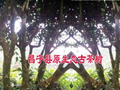 昌寧烤青茶@昌寧古樹茶曬青茶@農(nóng)戶昌寧古樹散茶價(jià)格(包郵)圖3