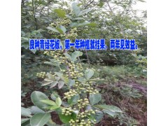 景谷青花椒,青花椒價(jià)格,綠花椒種苗批發(fā)圖3