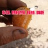 云南雞心芒果/世界稀少的芒果，香味獨(dú)特，甜味超好