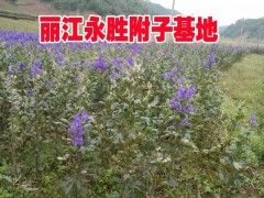 2019產(chǎn)地附子中藥材供應(yīng)銷售信息@麗江附子中藥材基地價(jià)格圖3