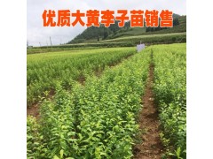 李子苗基地#云南李子苗圃@李子苗價(jià)格(文山) 13887043679圖2