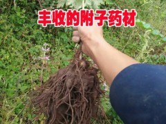 麗江附子（也叫草烏、鹽烏頭、鵝兒花）銷售信息/優(yōu)質(zhì)附子直銷圖2