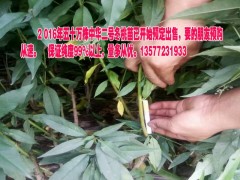 冬桃樹(shù)苗那里有賣@適合云南種植的冬桃樹(shù)苗批發(fā)圖2