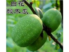 2018白花酸木瓜什么價格?保山龍陵白花酸木瓜批發(fā)評價圖片圖3