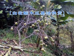 保山龍陵白花酸木瓜種植戶直銷|哪里有白花酸木瓜供貨商圖3