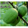 云南白花酸木瓜供應(yīng)銷售信息|優(yōu)質(zhì)云南白花酸木瓜基地直銷