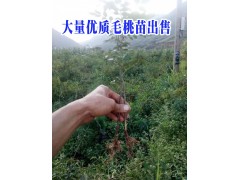 |毛桃苗行情|永勝毛桃苗價格|紅河毛桃苗批發(fā)價格 |圖3