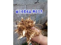 麗江永勝重樓產(chǎn)地/云南重樓/白芨麗江供貨商|圖2