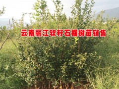 云南石榴基地% 超大籽石榴* 麗江軟籽石榴種苗基地 & 云南軟籽石榴小苗基地&圖3