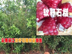 麗江石榴樹(shù)價(jià)格% 云南石榴樹(shù)苗基地%云南軟籽石榴種苗銷售圖2