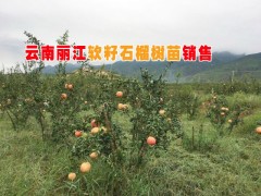 云南軟籽石榴小苗基地&  云南石榴樹(shù)苗*  軟籽石榴樹(shù)苗圖3