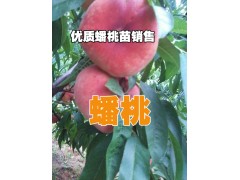 蟠桃苗@ 蟠桃苗價格* 云南蟠桃苗多少錢一株？蟠桃種植技術圖2