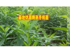 冬桃苗哪里的好/賓川!冬桃苗銷售供應(yīng)信息&冬桃苗批發(fā)采購圖3