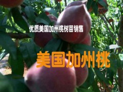 云南美國加州桃苗批發(fā)廠家&映霜紅桃苗適合海拔多少地方種植%圖2