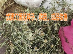 云南優(yōu)質(zhì)燈盞花種子供應(yīng)商&燈盞花種子價格*燈盞花批發(fā)價格*燈盞花回收公圖3