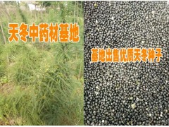 昆明優(yōu)質(zhì)天門冬種子（種苗）/天冬種植多少年可以挖*昆明專業(yè)冬天種植戶圖2