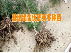 老虎尾巴根(也叫天冬)種子供應(yīng)昆明商家*昆明天冬種植戶銷(xiāo)售優(yōu)質(zhì)種苗圖2