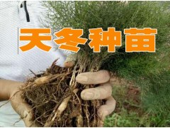 云南天冬種哪里的好?種植天冬一畝的成本*天冬種子和苗(圖片)圖2