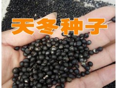 云南天冬種哪里的好?種植天冬一畝的成本*天冬種子和苗(圖片)圖3