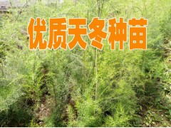 買天冬種子免費(fèi)種植技術(shù)指導(dǎo)&新云南天冬中藥材銷售信息圖3