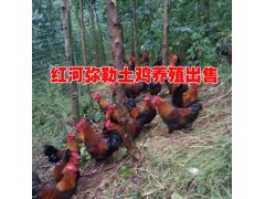 紅河土雞|紅河土雞價格|新紅河土雞出售信息圖2