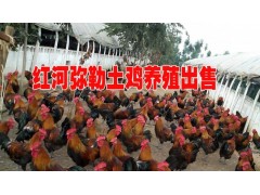 紅河土雞|紅河土雞價格|新紅河土雞出售信息圖3