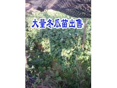 冬瓜苗怎么長得快|冬瓜苗價格|[文山麻栗坡草果苗/冬瓜苗供應(yīng)商087164155848圖2