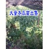 冬瓜苗文山麻栗坡價(jià)格*文山冬瓜苗哪里能買到*草果苗栽種條件