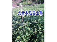 冬瓜苗文山麻栗坡價格*文山冬瓜苗哪里能買到*草果苗栽種條件圖2