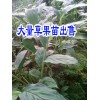 適合云南種植的草果苗@文山冬瓜苗|云南草果苗批發(fā)商