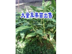 適合云南種植的草果苗@文山冬瓜苗|云南草果苗批發(fā)商圖3