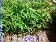 花椒苗批_花椒苗種植_花椒苗價(jià)格政_玉溪花椒苗批發(fā)供應(yīng)圖3