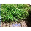 花椒苗哪里有賣_花椒苗小樹苗各規(guī)格批發(fā)_花椒苗新批發(fā)價格