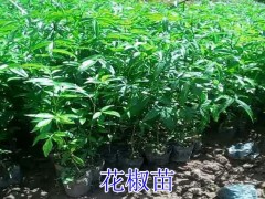 花椒苗哪里有賣_花椒苗小樹苗各規(guī)格批發(fā)_花椒苗新批發(fā)價(jià)格圖2