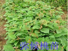 |彌猴桃苗種植戶|彌猴桃苗培育基地|彌猴桃苗批發(fā)銷售圖3