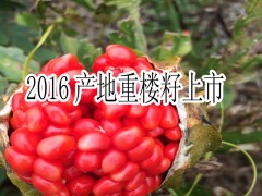 重樓種子銷售價(jià)格_重樓種子基地銷售信息圖3