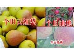 個(gè)舊云紅梨_2016個(gè)舊云紅梨_個(gè)舊市雞街鎮(zhèn)畢業(yè)紅果蔬合作社圖2