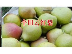 個(gè)舊云紅梨_2016個(gè)舊云紅梨_個(gè)舊市雞街鎮(zhèn)畢業(yè)紅果蔬合作社圖3