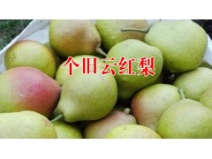 個(gè)舊云紅梨|早春晚桃(苗) |批發(fā)市場(chǎng)報(bào)價(jià)*云南云紅梨價(jià)格圖2