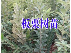 云南板栗苗批發(fā)%|昭通板栗苗多少錢(qián)一棵&|板栗批發(fā)價(jià)格*|板栗苗價(jià)格圖2