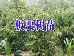 云南板栗苗批發(fā)%|昭通板栗苗多少錢(qián)一棵&|板栗批發(fā)價(jià)格*|板栗苗價(jià)格圖3