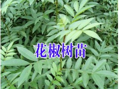 花椒樹苗品種哪里好?花椒樹苗哪里有賣&花椒樹苗栽培技術(shù)圖2