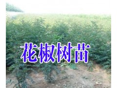 花椒樹苗品種哪里好?花椒樹苗哪里有賣&花椒樹苗栽培技術(shù)圖3